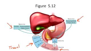 Intro to Hormones for the USMLE Step 1 [upl. by Cheri199]