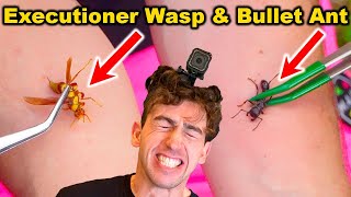 STUNG by Bullet Ant and Executioner Wasp at the SAME TIME EXPOSED Coyote Peterson [upl. by Elumas]