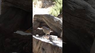 Whitecrowned Sparrow🐦Woodpile Seed Snack whitecrownedsparrow [upl. by Eaner]