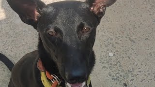 Tamil native breed basic obedient training [upl. by Idnas]