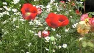 Papaver somniferum the opium poppy [upl. by Enedan]