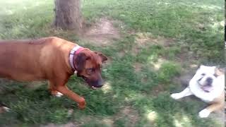 Rhodesian ridgeback chasing and barking 3 [upl. by Ystap]