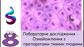 Лабораторне дослідження  Ознайомлення з мікропрепаратами тканин людини [upl. by Aivekal]