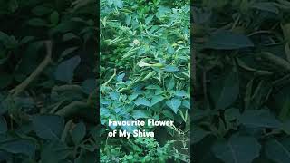 Datura A great medicine Weed Plantbeautifulnatureuttarakhandplantsshortsviraltrendingyoutube [upl. by Geraldina]