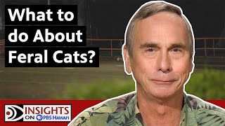 What To Do About Feral Cats  INSIGHTS ON PBS HAWAIʻI [upl. by Leahsim]