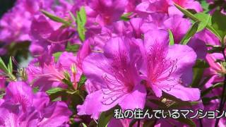 オオムラサキツツジ Rhododendron pulchrum [upl. by Matthiew]