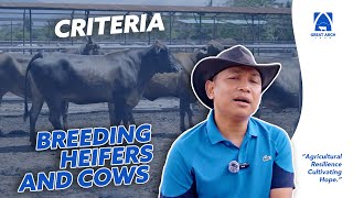 CRITERIA FOR CHOOSING BREEDING HEIFERS AND COWS [upl. by Mollee]