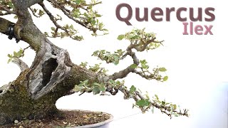 Quercus ilex under construction bonsai bonsaitechniques [upl. by Rolfston]