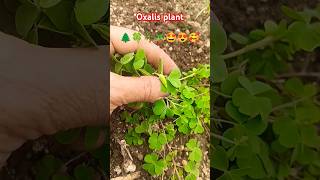 Oxalis plant prakriti ka khajana 🌲🍀🌴🪴🤩😍🥰nature plants gardening shorts short youtubeshorts [upl. by Jorgan]