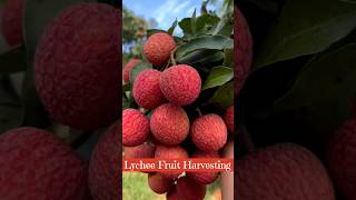 Lychee Fruit Harvesting 😱❤️ Ready For Selling shorts trending youtubeshorts [upl. by Lehcor]