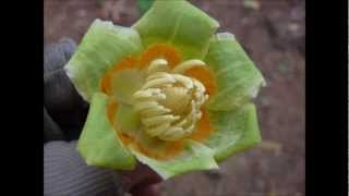 Naturalist Brad Hawkins Discusses Tulip Poplar Trees In The Chattahoochee National Forest [upl. by Ford]