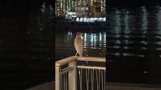 Blackcrowned night heron watching the sea Vertical [upl. by Livia86]