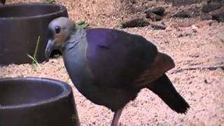 crested quail dove [upl. by Trevah544]