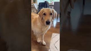 The surprising use of toilet paper rolls 🧻  Day 4 of 21 days of Dog Enrichment dog dogenrichment [upl. by Fredrick]