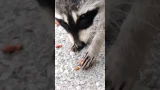 Racoon Eating Hot Dog Pieces [upl. by Nicholas]