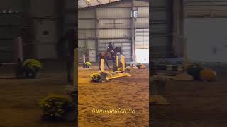 Iea horse show [upl. by Simah]