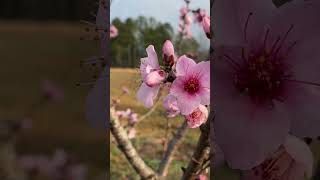 quotSpringtime Orchard Peach Pear and Nectarine Trees in Full Bloomquot [upl. by Onurb]