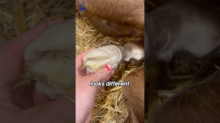 Why newborn horses have Jelly hooves🍮 shorts viralvideo [upl. by Risa]