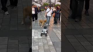 Robot Dog Hey little Goldilocks🐕 Im going to jump robotdog funny shorts viral [upl. by Parnell699]