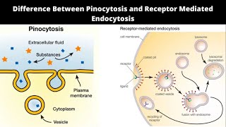 Difference Between Pinocytosis and Receptor Mediated Endocytosis [upl. by Uba752]