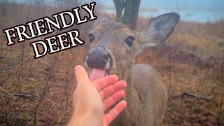 Lets Go Deer Watching Rainy Day Canada [upl. by Childers]