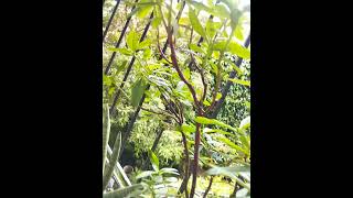 Talinum paniculatam plants nature wildlife [upl. by Eenel]