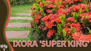 Growing Tips for IXORA Ixora coccinea SUPER KING 🌺🌺🌺 [upl. by Saunder91]