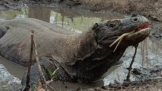 Bathing and rubbing his body in mud 😲😨😨 [upl. by Oel]