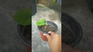 ll caladium ll gardenplants nature newsong love plants gardenflowers [upl. by Marice]