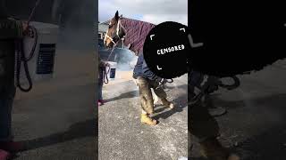 Farrier is putting hot shoes on a horse [upl. by Erdrich]