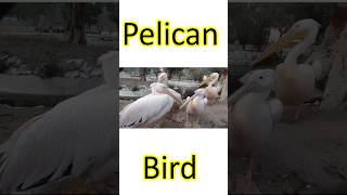 Pelican Bird A Brief Introduction  Facts About Pelican Birds [upl. by Nibuz948]