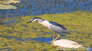 Starc de noapte vanand  Blackcrowned Night Heron hunting Nycticorax nycticorax [upl. by Gnouc529]