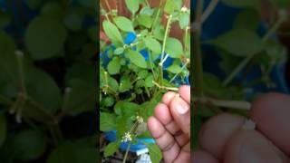 How to grow Ponnanganni keerai from seeds or cutting [upl. by Nileuqay36]