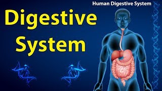 🔴 Digestive system of Human in Hindi aumsum science children kids [upl. by Allimaj889]