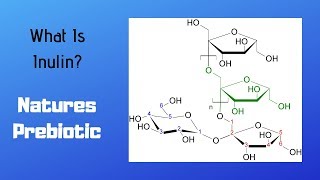 What Is Inulin  Natures Prebiotic amp Fiber [upl. by Yhtnomit678]