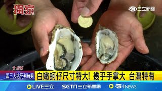 三立獨家 看了都流口水安平quot3倍蚵quot比50元硬幣大3倍 白嫩蚵仔尺寸特大 幾乎手掌大 台灣特有│記者 黃智忠 朱怡蓉 │【新聞一把抓】20240611│三立新聞台 [upl. by Rhea]