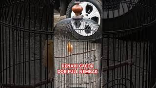 KENARI GACOR FULL NEMBAK [upl. by Ahsiele]