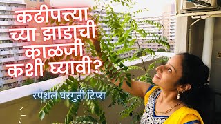 कढीपत्त्याच्या झाडाची काळजी कशी घ्यावी  Tips to grow Curry leave plant [upl. by Elvira]