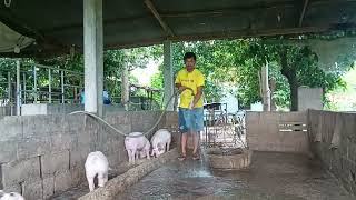 Give feed and clean cage for pigs [upl. by Branscum]