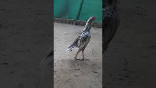 MASHAALLAH dr cheena jr ke breed pigeon aseellovers viralvideo viralshorts trending [upl. by Raddatz]