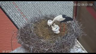 ChýnovCZ Breakfast for the four stork chicks 20240602 [upl. by Nnylyoj]