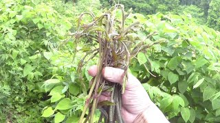 【雑草】ヤブガラシは重曹であく抜き、クズは皮を剥いたらいい感じで食べられました [upl. by Bork]