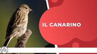 Il canarino [upl. by Martreb]