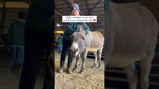 How To Befriend A Donkey [upl. by Akinat]