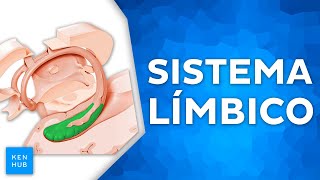 Sistema límbico  Anatomia e funções [upl. by Dnomsad]