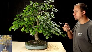 Sick Hornbeam Bonsai Tree’s 3 Year Makeover [upl. by Nomsed730]