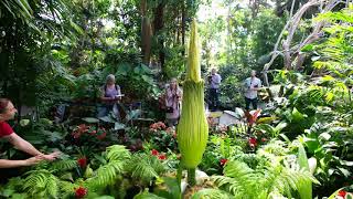 The rise and fall of Uncle Fester at Bloedel Conservatory [upl. by Ilek]