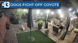 Trio of dogs fights off coyote in Las Vegas backyard [upl. by Atteloj227]