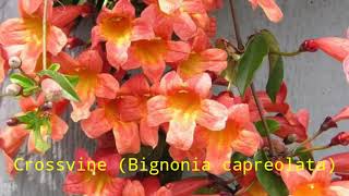 Plant Profile Crossvine Bignonia capreolata [upl. by Zilvia294]