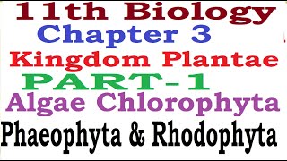 Kingdom PlantaePart1AlgaeGreen algaeRed AlgaeBrown AlgaeCharacters Examples Reproduction [upl. by Quintie]